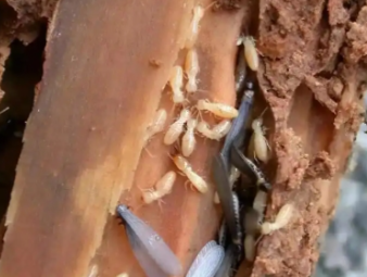 长顺白蚁防治公司分享看懂白蚁标志性蚁路，精准判断虫害轻重程度